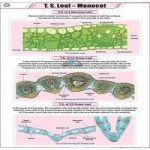 T.S. Leaf Monocot Chart